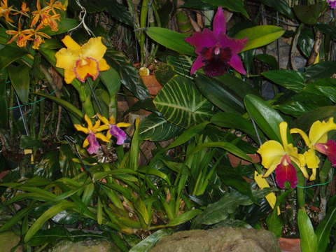 orchids